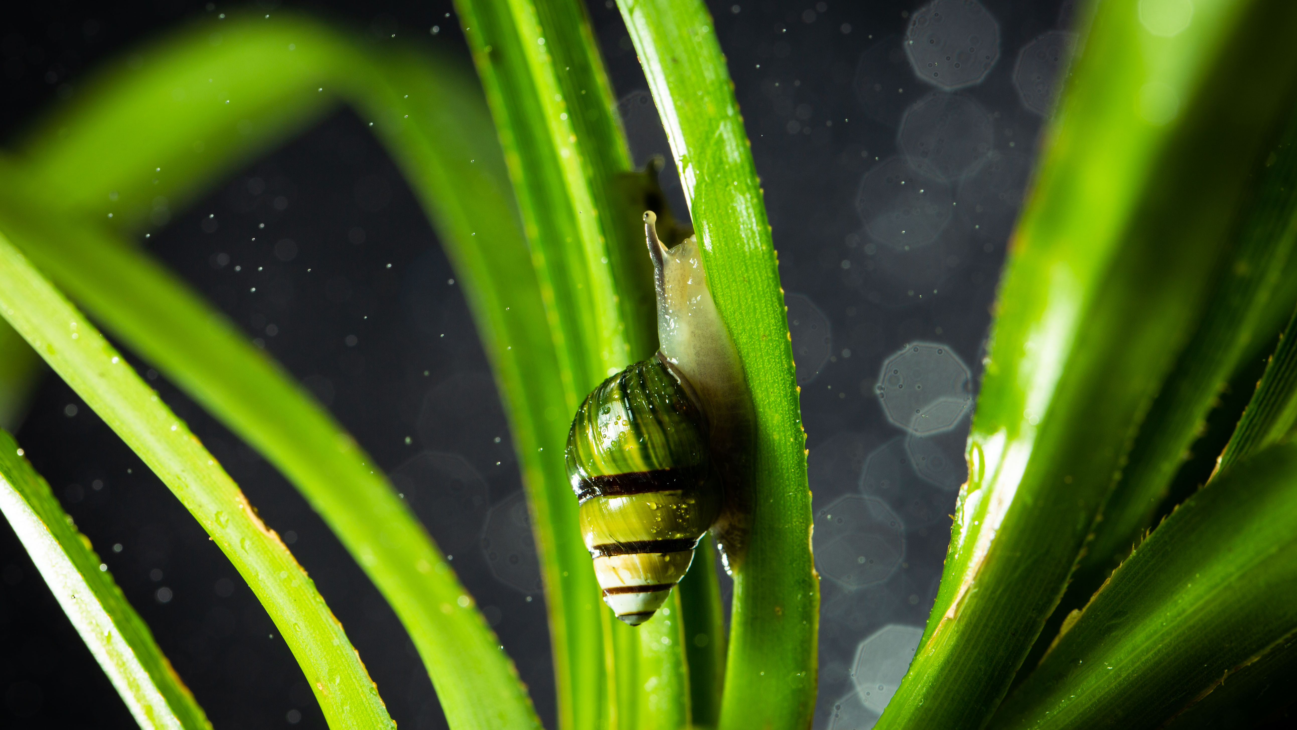 Hawaiian tree snail